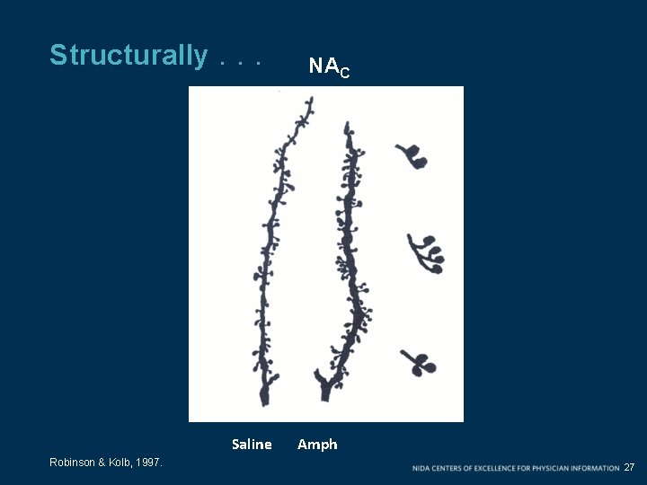 Structurally. . . Saline Robinson & Kolb, 1997. NAC Amph 27 Structurally. . . Saline Robinson & Kolb, 1997. NAC Amph 27