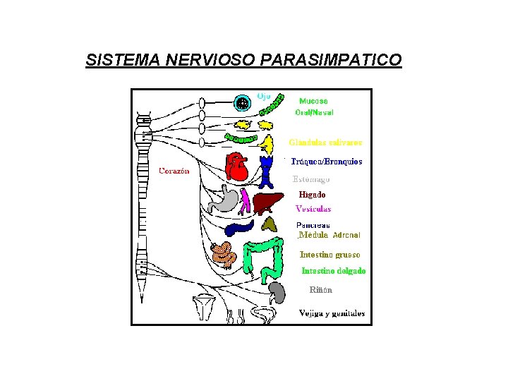 SISTEMA NERVIOSO PARASIMPATICO 