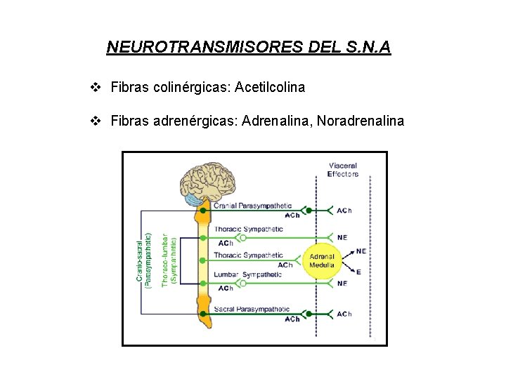 NEUROTRANSMISORES DEL S. N. A v Fibras colinérgicas: Acetilcolina v Fibras adrenérgicas: Adrenalina, Noradrenalina