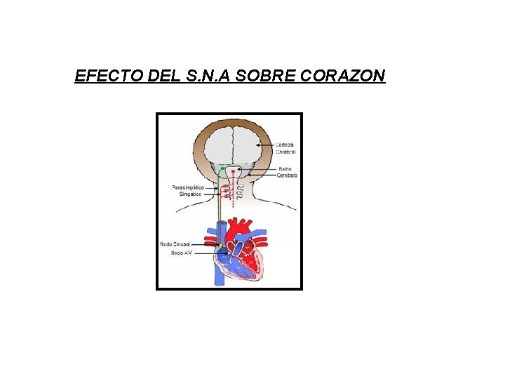 EFECTO DEL S. N. A SOBRE CORAZON 