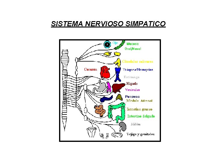 SISTEMA NERVIOSO SIMPATICO 