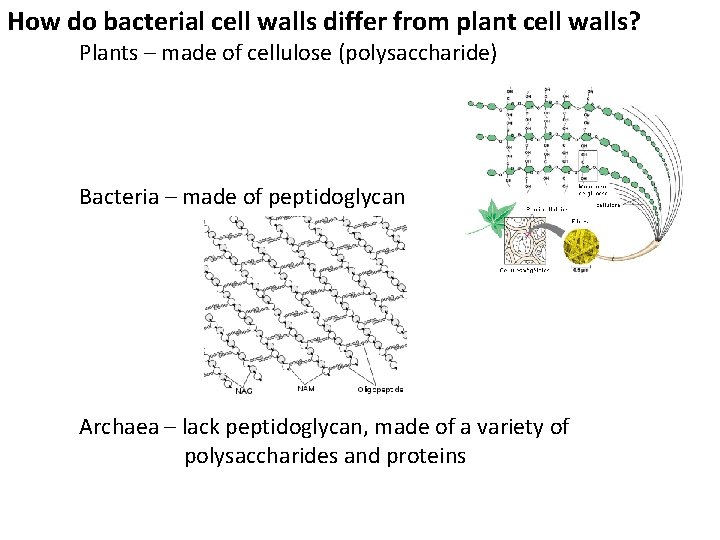 How do bacterial cell walls differ from plant cell walls? Plants – made of