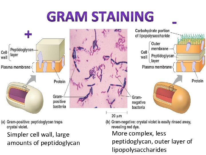 Simpler cell wall, large amounts of peptidoglycan More complex, less peptidoglycan, outer layer of