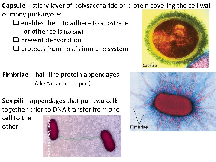 Capsule – sticky layer of polysaccharide or protein covering the cell wall of many