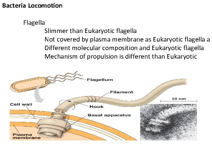 Bacteria Locomotion Flagella Slimmer than Eukaryotic flagella Not covered by plasma membrane as Eukaryotic