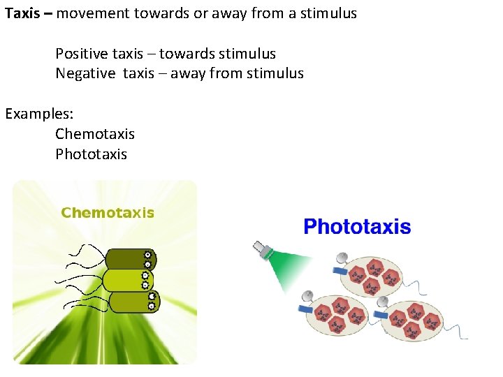 Taxis – movement towards or away from a stimulus Positive taxis – towards stimulus