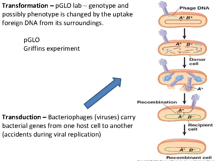 Transformation – p. GLO lab – genotype and possibly phenotype is changed by the