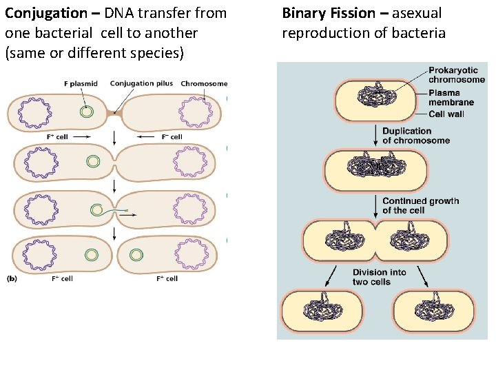 Conjugation – DNA transfer from one bacterial cell to another (same or different species)