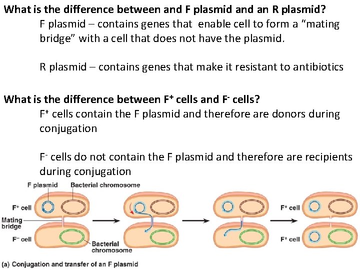 What is the difference between and F plasmid an R plasmid? F plasmid –