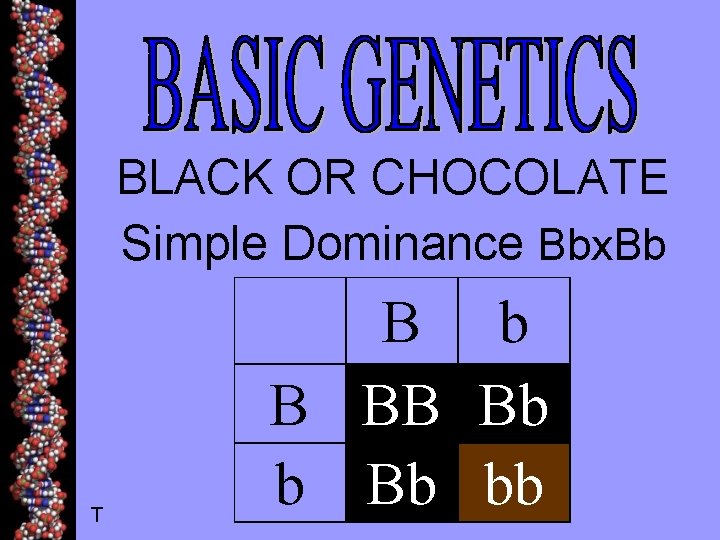 BLACK OR CHOCOLATE Simple Dominance Bbx. Bb T B b B BB Bb bb