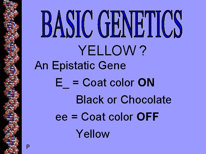 YELLOW ? An Epistatic Gene E_ = Coat color ON Black or Chocolate ee