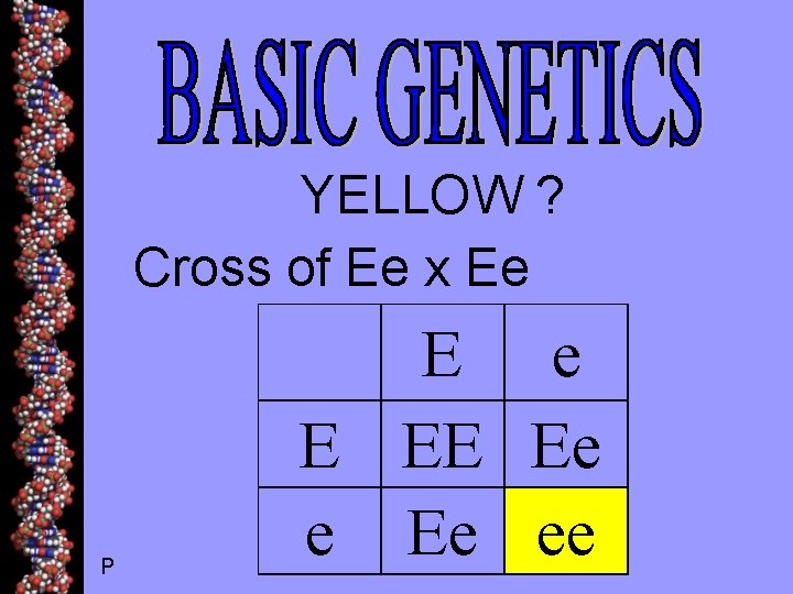 YELLOW ? Cross of Ee x Ee P E e E EE Ee ee