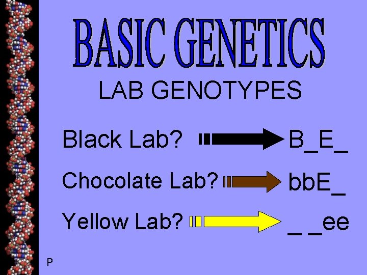 LAB GENOTYPES P Black Lab? B_E_ Chocolate Lab? bb. E_ Yellow Lab? _ _ee