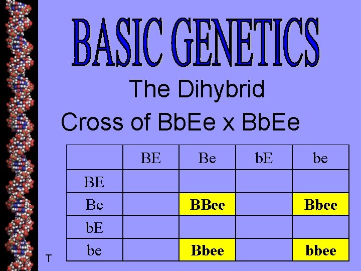 The Dihybrid Cross of Bb. Ee x Bb. Ee T BE Be b. E