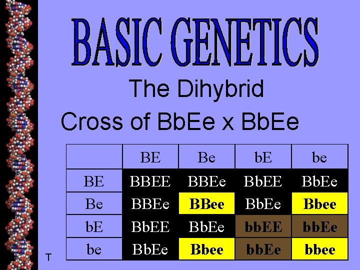 The Dihybrid Cross of Bb. Ee x Bb. Ee T BE Be b. E