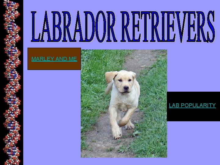 MARLEY AND ME LAB POPULARITY 