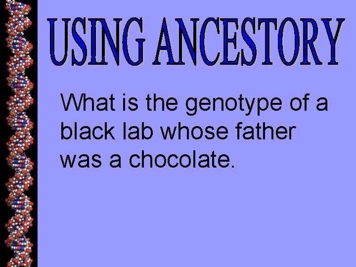 What is the genotype of a black lab whose father was a chocolate. 