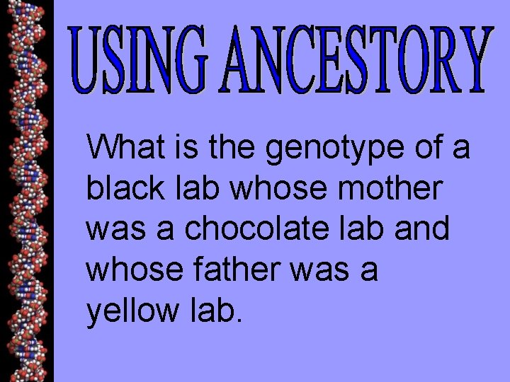 What is the genotype of a black lab whose mother was a chocolate lab