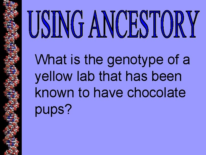 What is the genotype of a yellow lab that has been known to have