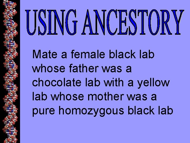 Mate a female black lab whose father was a chocolate lab with a yellow