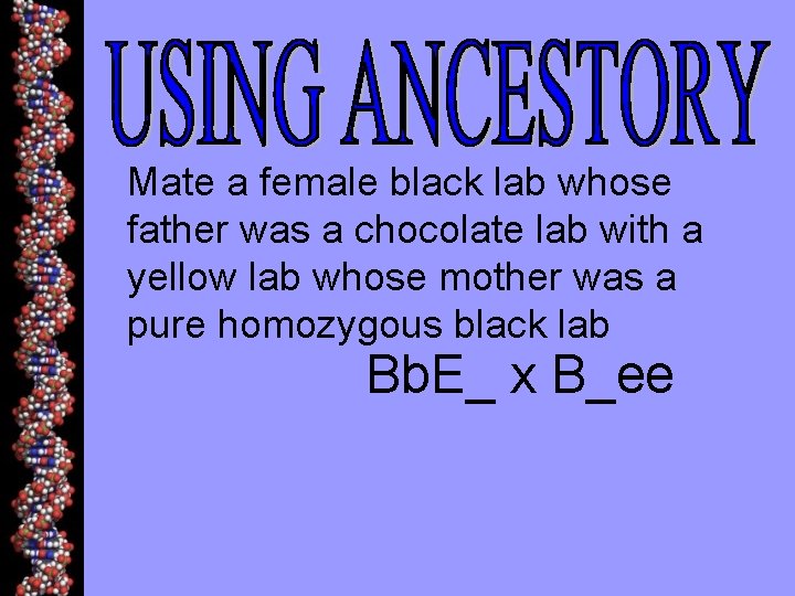 Mate a female black lab whose father was a chocolate lab with a yellow