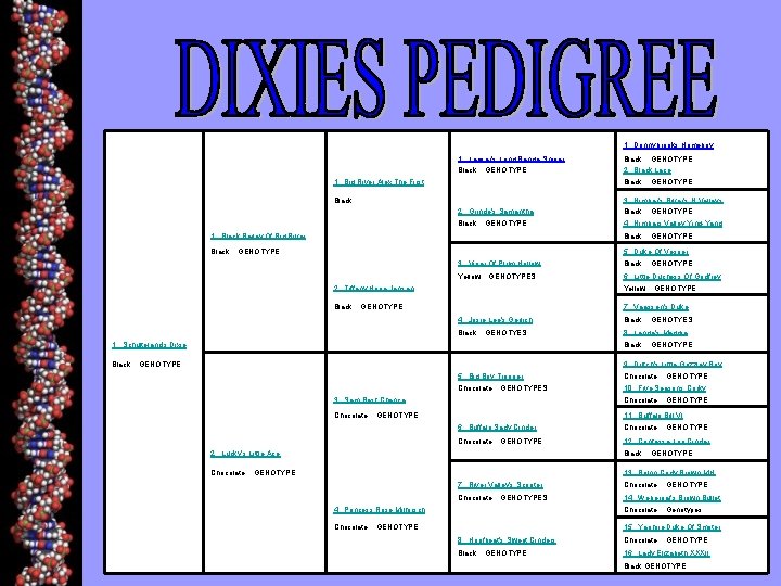  1. Donnybrooks Homeboy 1. Leeser's Long Range Sniper Black GENOTYPE: 2. Black Lace