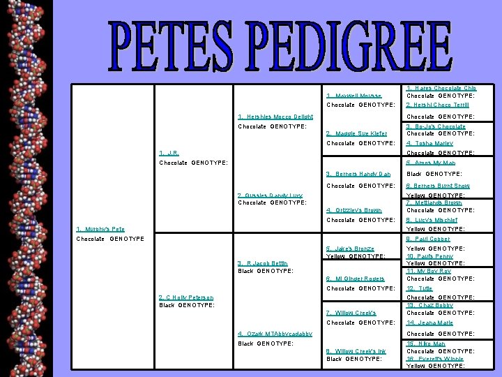  1. Maxwell Mousse 1. Hares Chocolate Chip Chocolate GENOTYPE: 2. Hershi Choco Terrill