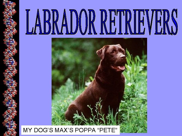 MY DOG’S MAX’S POPPA “PETE” 