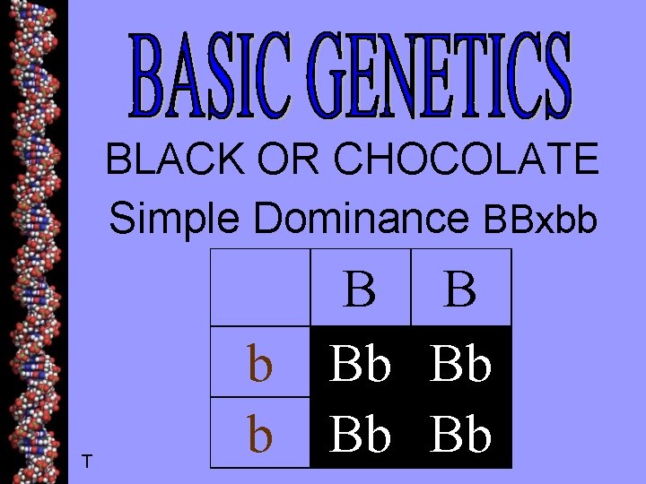 BLACK OR CHOCOLATE Simple Dominance BBxbb T b b B B Bb Bb 