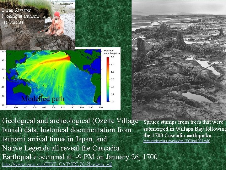 Brian Atwater looking at tsunami sediments Modelled path Geological and archeological (Ozette Village Spruce