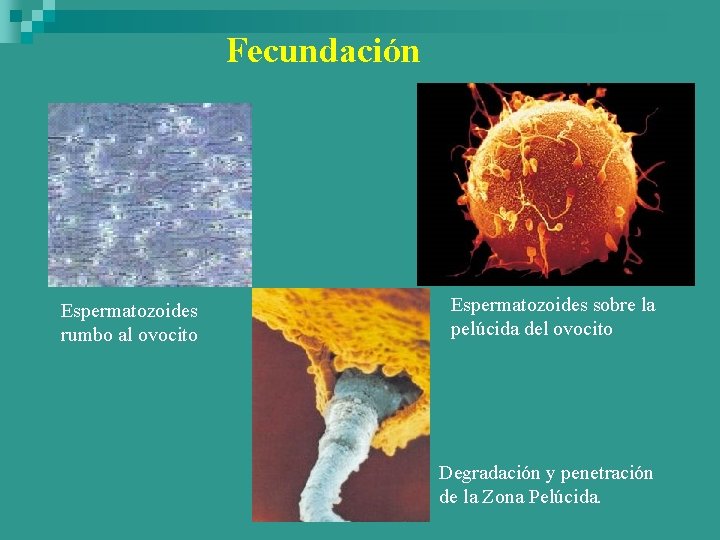 Fecundación Espermatozoides rumbo al ovocito Espermatozoides sobre la pelúcida del ovocito Degradación y penetración