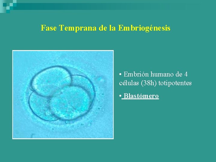 Fase Temprana de la Embriogénesis • Embrión humano de 4 células (38 h) totipotentes