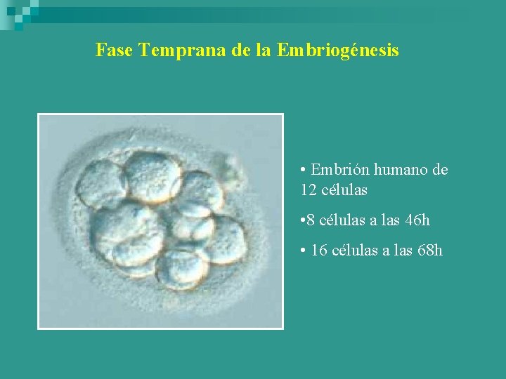 Fase Temprana de la Embriogénesis • Embrión humano de 12 células • 8 células