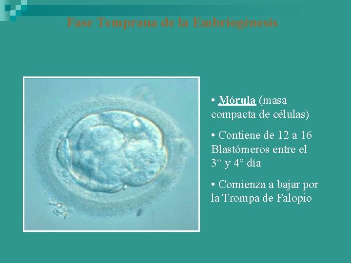 Fase Temprana de la Embriogénesis • Mórula (masa compacta de células) • Contiene de