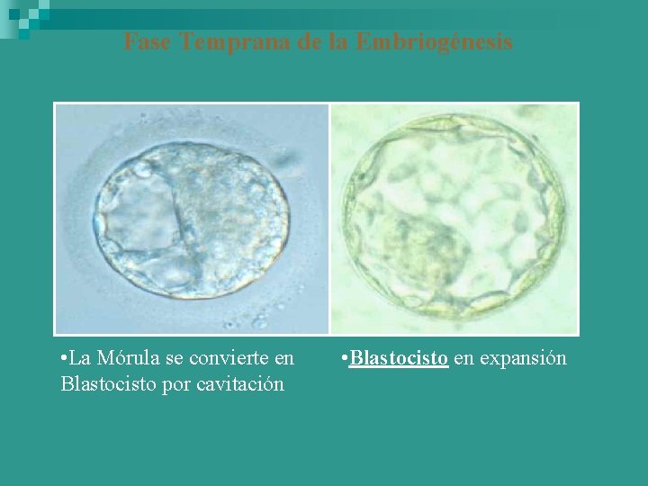 Fase Temprana de la Embriogénesis • La Mórula se convierte en Blastocisto por cavitación