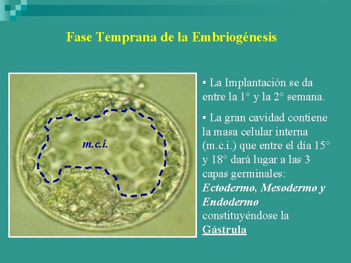 Fase Temprana de la Embriogénesis • La Implantación se da entre la 1° y