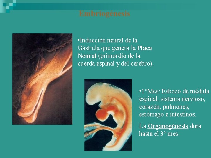 Embriogénesis • Inducción neural de la Gástrula que genera la Placa Neural (primordio de