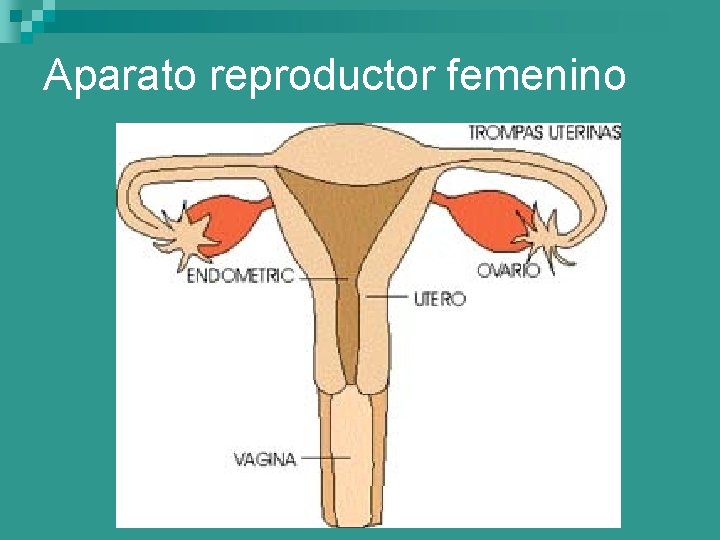 Aparato reproductor femenino 