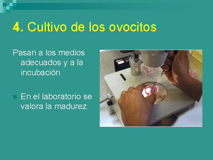 4. Cultivo de los ovocitos Pasan a los medios adecuados y a la incubación