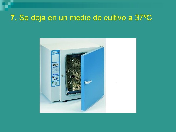 7. Se deja en un medio de cultivo a 37ºC 