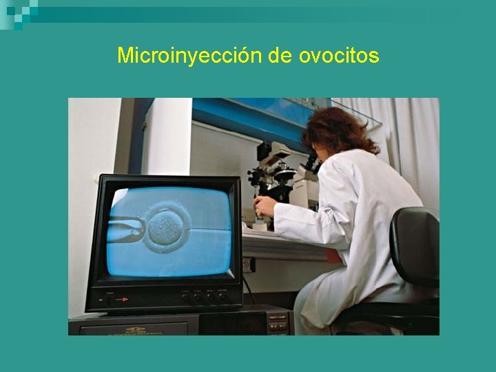 Microinyección de ovocitos 