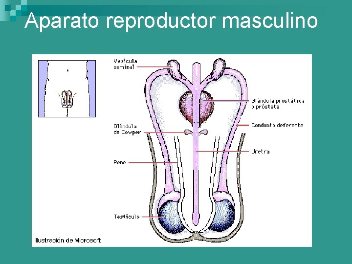 Aparato reproductor masculino 