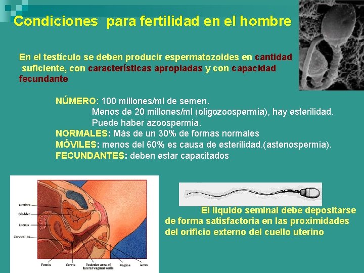 Condiciones para fertilidad en el hombre En el testículo se deben producir espermatozoides en