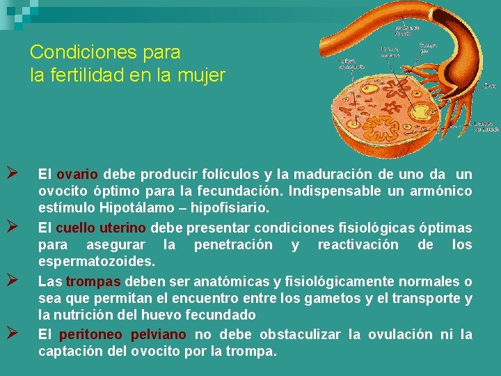 Condiciones para la fertilidad en la mujer Ø Ø El ovario debe producir folículos