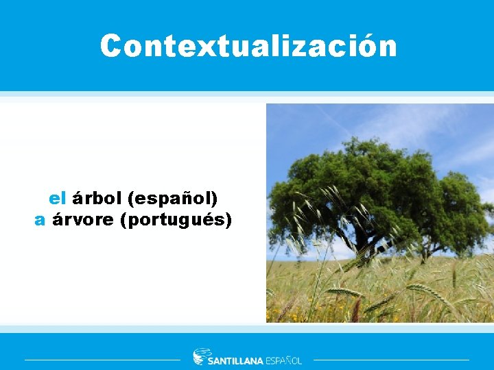 Contextualización el árbol (español) a árvore (portugués) 
