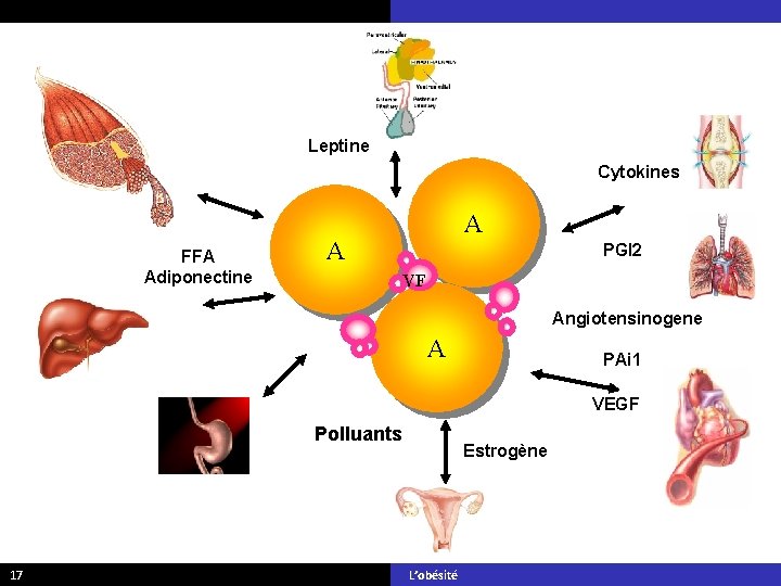 Leptine Cytokines FFA Adiponectine A A PGI 2 SVF Angiotensinogene A PAi 1 VEGF