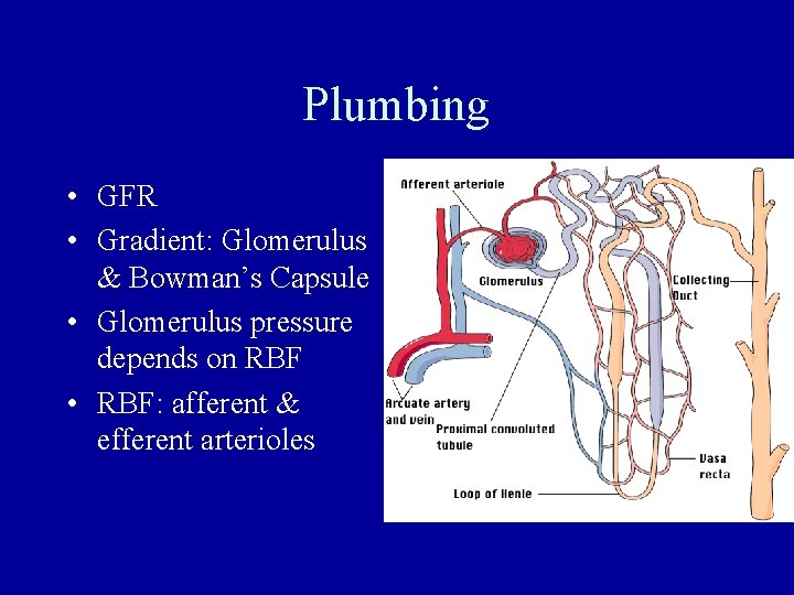 Plumbing • GFR • Gradient: Glomerulus & Bowman’s Capsule • Glomerulus pressure depends on