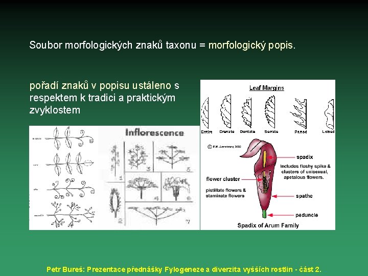 Soubor morfologických znaků taxonu = morfologický popis. pořadí znaků v popisu ustáleno s respektem