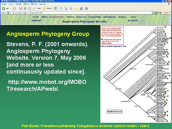 Angiosperm Phylogeny Group Stevens, P. F. (2001 onwards). Angiosperm Phylogeny Website. Version 7, May
