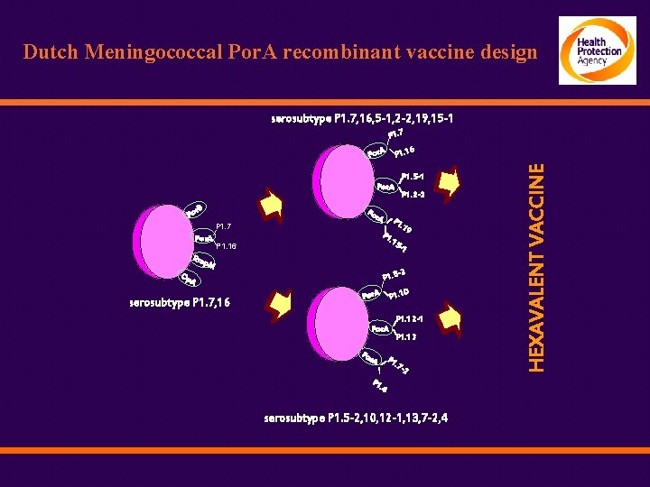 Dutch Meningococcal Por. A recombinant vaccine design serosubtype P 1. 7, 16, 5 -1,